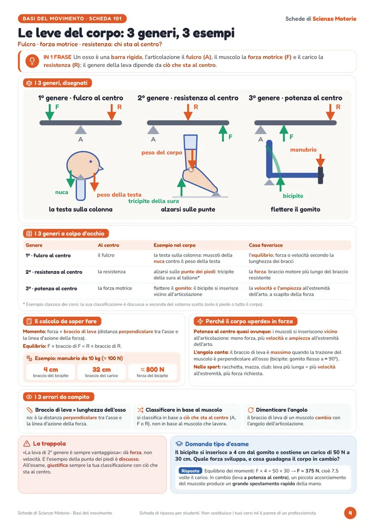 Scheda «Le leve del corpo: 3 generi, 3 esempi» di Schede di Scienze Motorie