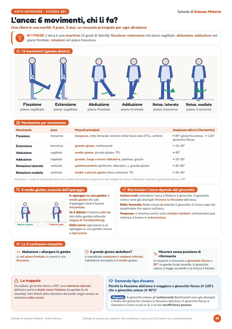Scheda «L’anca: 6 movimenti, chi li fa?» di Schede di Scienze Motorie