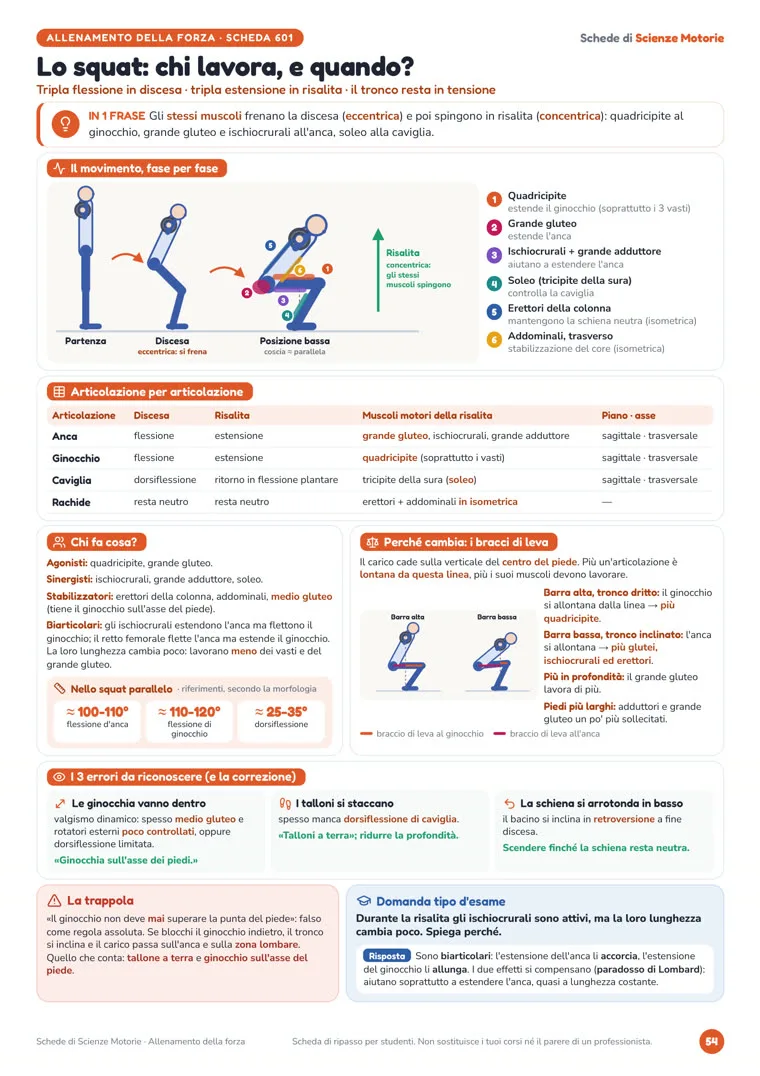 Scheda «Lo squat: chi lavora, e quando?» di Schede di Scienze Motorie